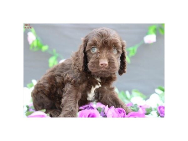 Cock A Poo — adopted from Dreamtails