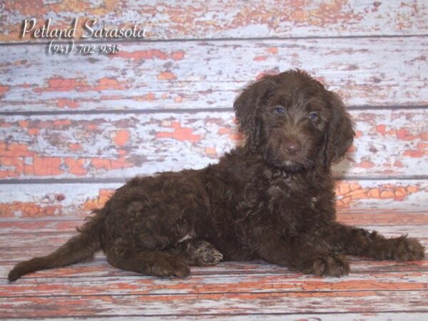 Labradoodle — adopted from Dreamtails