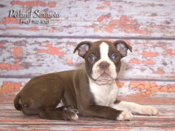 Boston Terrier — adopted from Dreamtails