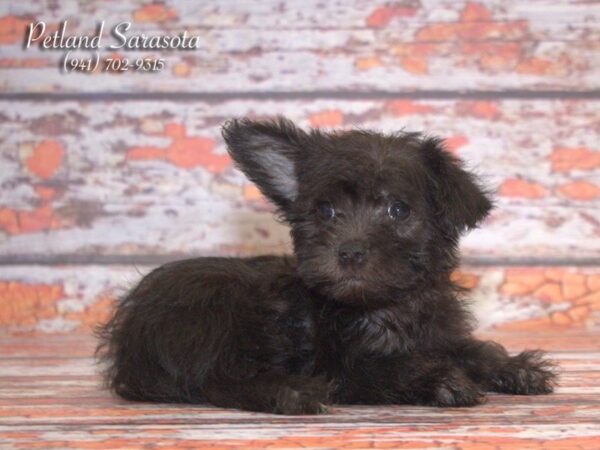 Yorkie Poo — adopted from Dreamtails