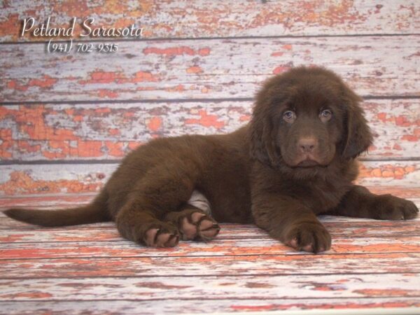 Newfoundland — adopted from Dreamtails