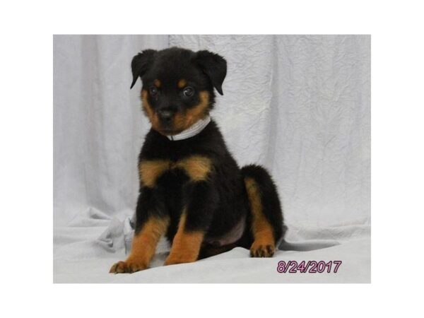 Rottweiler — adopted from Dreamtails