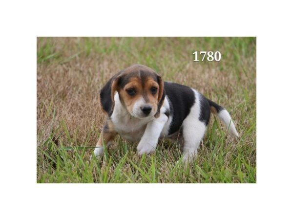 Beagle — adopted from Dreamtails