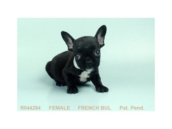 French Bulldog — adopted from Dreamtails