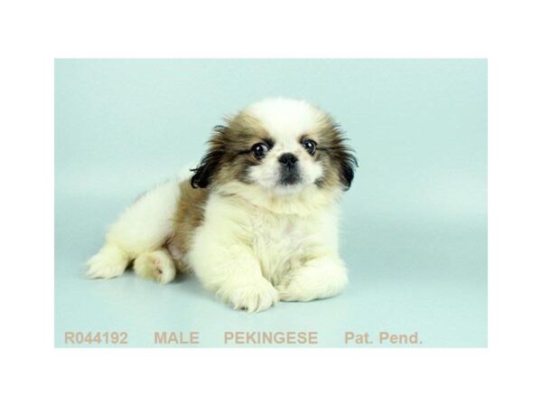 Pekingese — adopted from Dreamtails