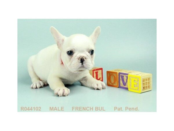 French Bulldog the French Bulldog — adopted from Dream Tails By Petland