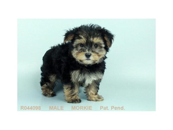 Morkie the Morkie — adopted from Dream Tails By Petland