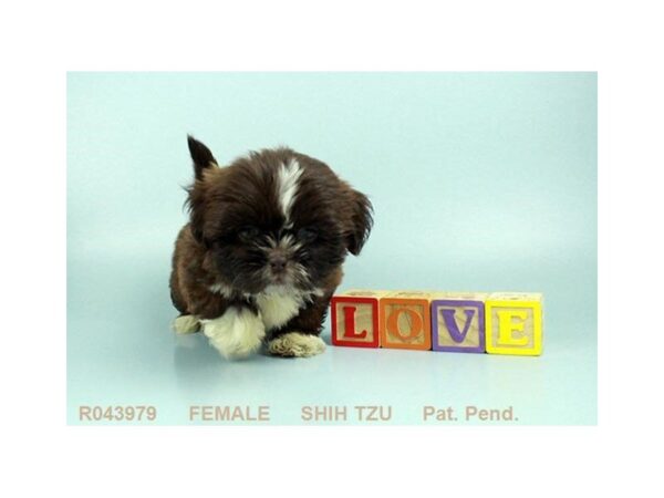 Shih Tzu — adopted from Dreamtails