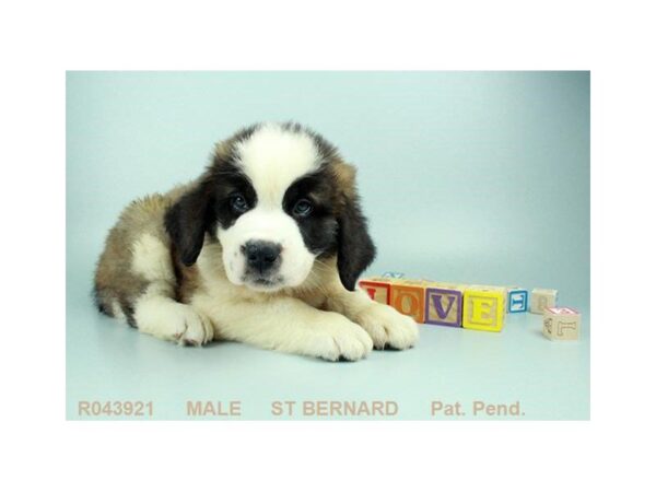 Saint Bernard — adopted from Dreamtails