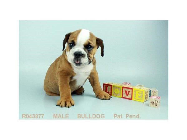 English Bulldog — adopted from Dreamtails