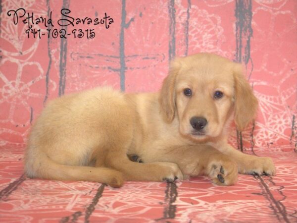 Golden Retriever — adopted from Dreamtails