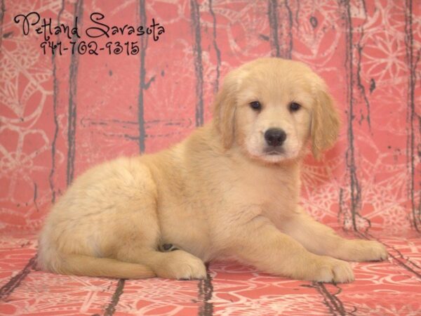 Golden Retriever — adopted from Dreamtails