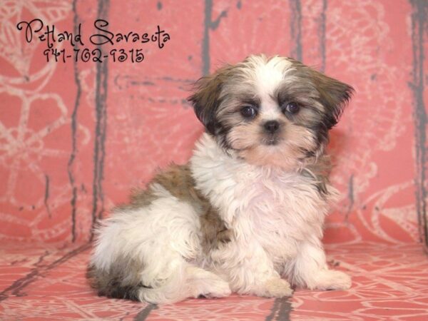 Poo-Shi — adopted from Dreamtails