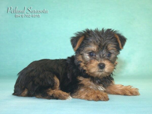 Yorkshire Terrier — adopted from Dreamtails
