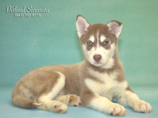 Siberian Husky — adopted from Dreamtails