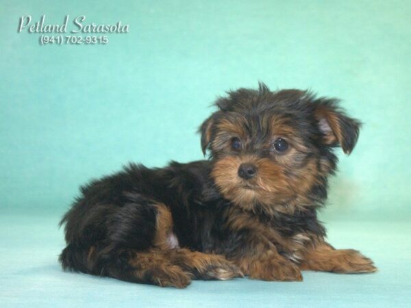 Yorkshire Terrier — adopted from Dreamtails