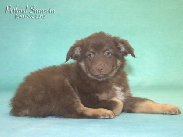 Australian Shepherd — adopted from Dreamtails