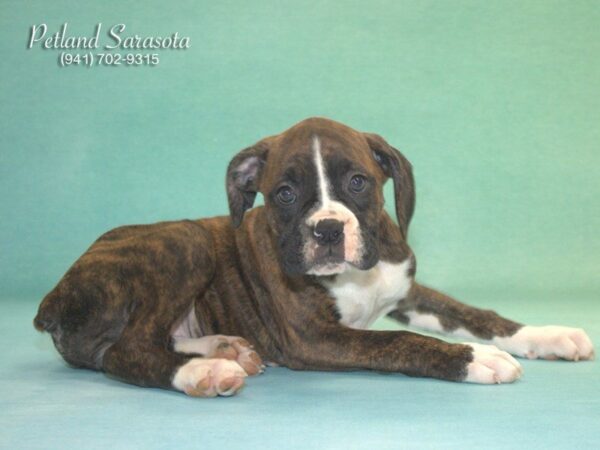 Boxer — adopted from Dreamtails