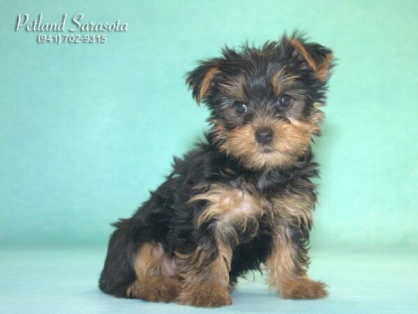 Yorkshire Terrier — adopted from Dreamtails