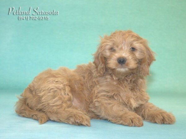 Mini Goldendoodle 2nd Gen — adopted from Dreamtails