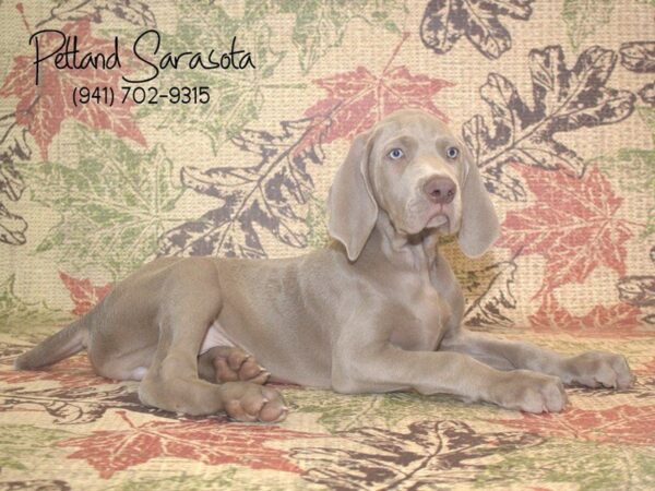 Weimaraner — adopted from Dreamtails