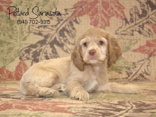 Cocker Spaniel — adopted from Dreamtails