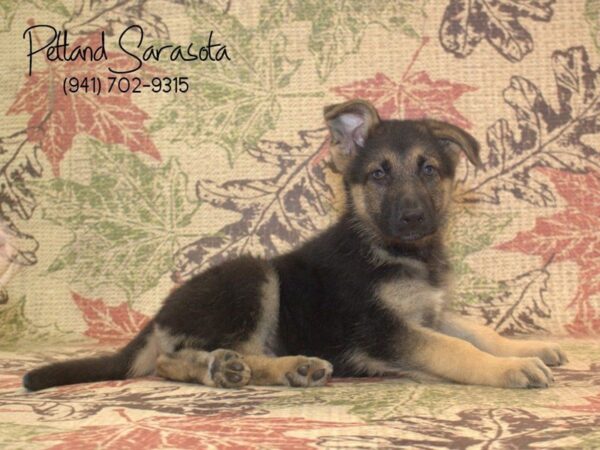 German Shepherd — adopted from Dreamtails