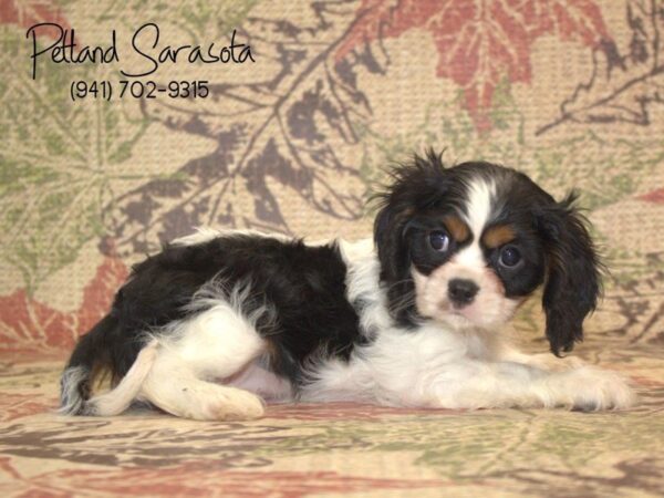 Cavalier King Charles Spaniel — adopted from Dreamtails