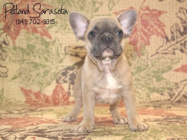 French Bulldog — adopted from Dreamtails