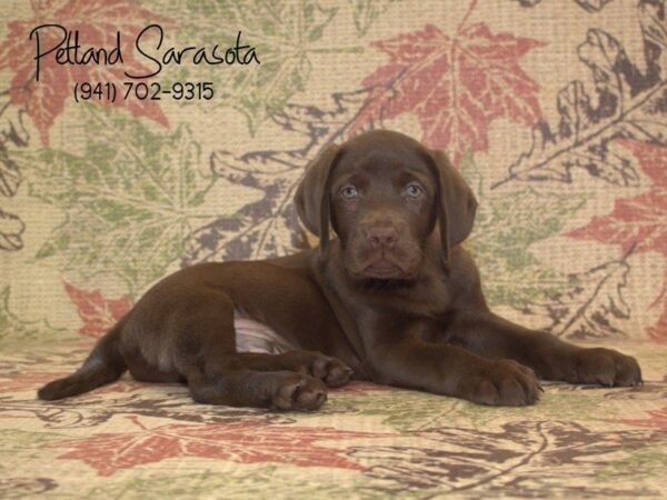 Labrador Retriever — adopted from Dreamtails