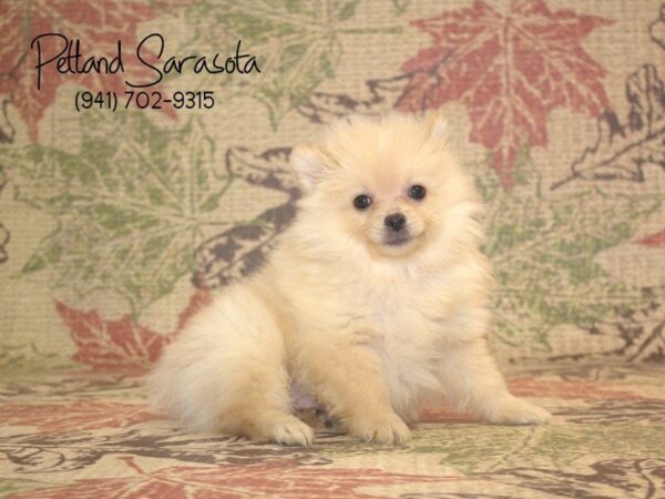 Pomeranian — adopted from Dreamtails