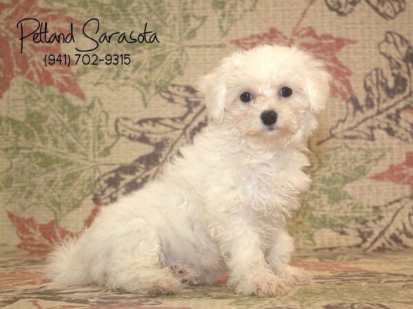 Bichon Frise — adopted from Dreamtails