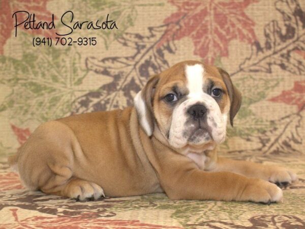 Bulldog — adopted from Dreamtails
