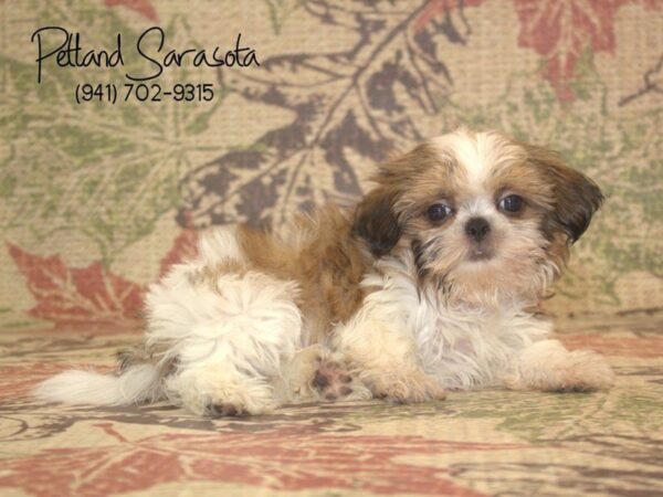 Shih Tzu — adopted from Dreamtails