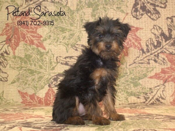 Yorkshire Terrier — adopted from Dreamtails