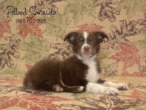 Toy Australian Shepherd — adopted from Dreamtails