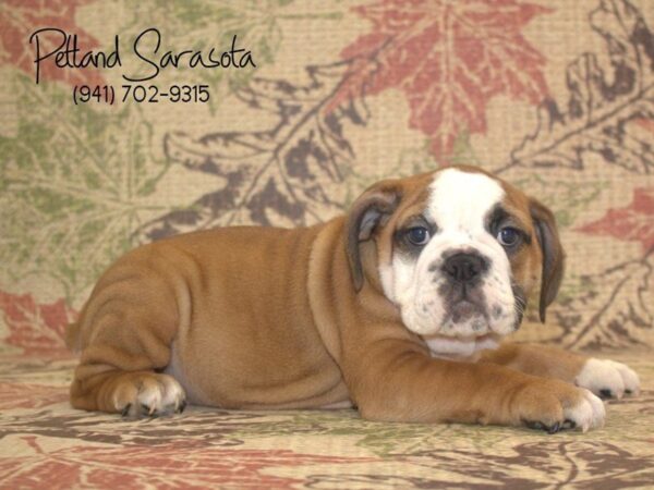 Bulldog — adopted from Dreamtails