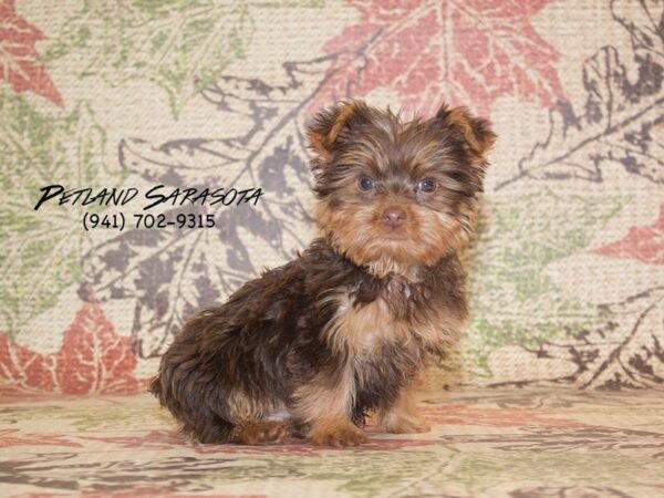 Yorkshire Terrier — adopted from Dreamtails