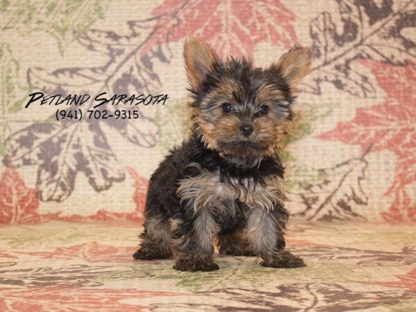 Yorkshire Terrier — adopted from Dreamtails