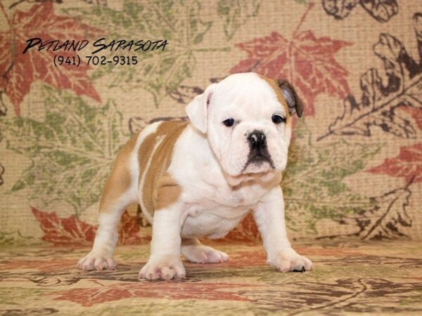 English Bulldog — adopted from Dreamtails