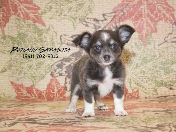 Chihuahua — adopted from Dreamtails