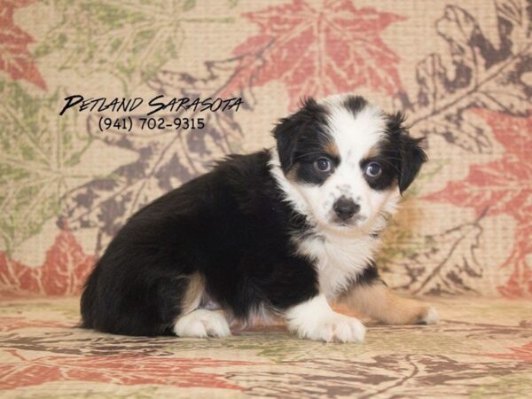 mini aussie — adopted from Dreamtails