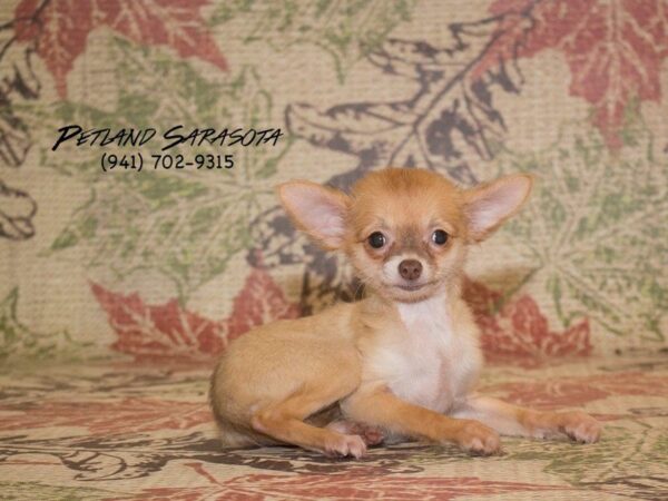 Chihuahua — adopted from Dreamtails