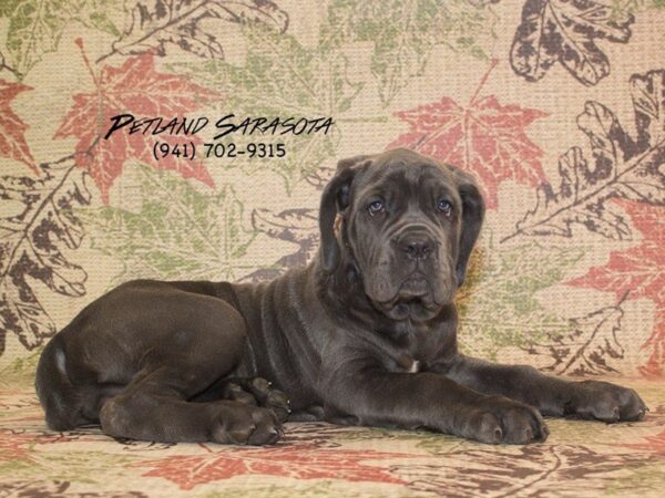 Neapolitan Mastiff — adopted from Dreamtails