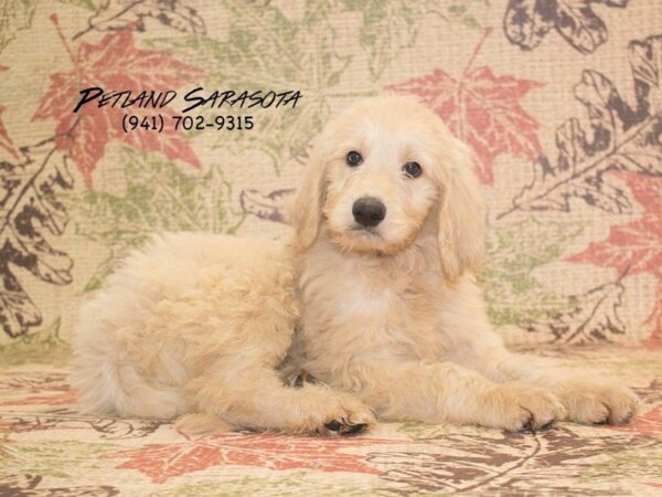 Goldendoodle 2nd Gen — adopted from Dreamtails