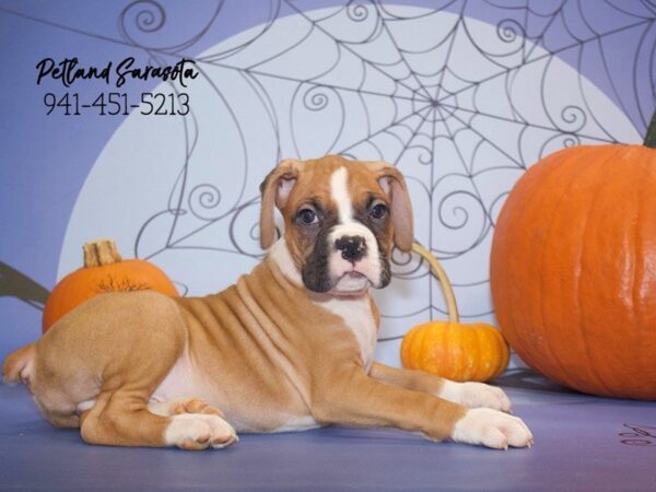 Boxer — adopted from Dreamtails