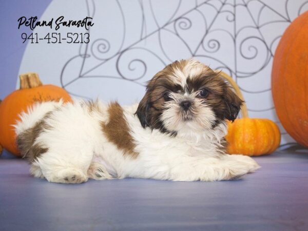Shih Tzu — adopted from Dreamtails