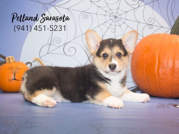 Pembroke Welsh Corgi the Pembroke Welsh Corgi — adopted from Dream Tails By Petland
