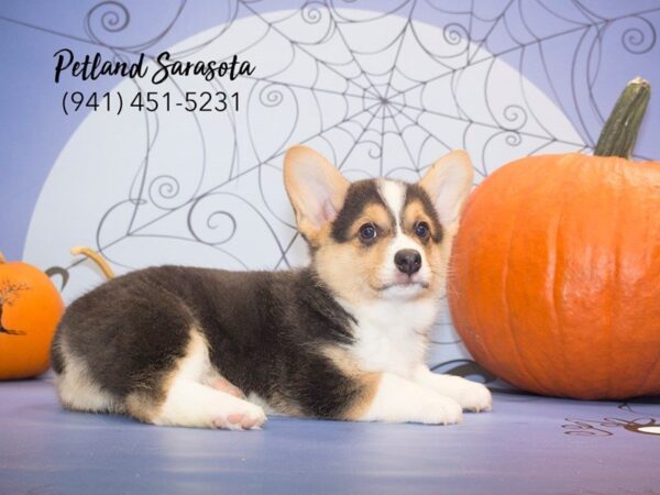 Pembroke Welsh Corgi the Pembroke Welsh Corgi — adopted from Dream Tails By Petland