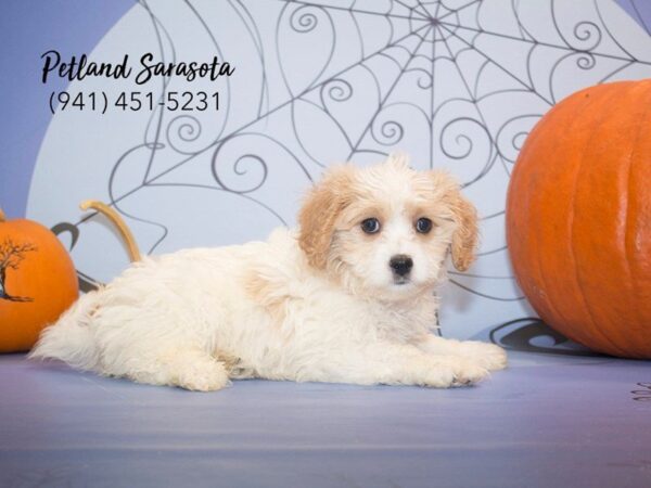 Cavapoo — adopted from Dreamtails